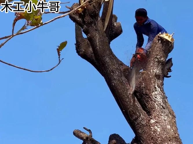 王者荣耀伐木之王攻略_王者荣耀伐木之王是什么意思-第6张图片-ikk游戏 王者荣耀伐木之王攻略_王者荣耀伐木之王是什么意思-第6张图片-ikk游戏